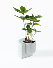 Load image into Gallery viewer, Platform Planter White, Small
